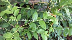 💙💜Blueberry. Голубика: особенности замены мульчи