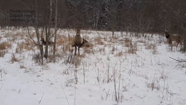 ВО ВРЕМЯ СНЕГОПАДА смотреть онлайн