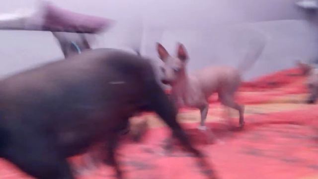 VID_20150806_231352.3gp смотреть онлайн