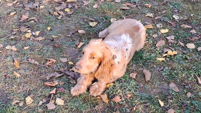 3.11.2022.Щенки английского кокер спаниеля,с документами.5 мес.Продажа, Крым, доставка.+79787402855 смотреть онлайн