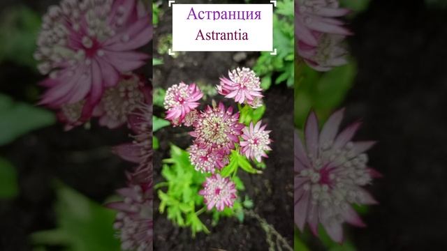 Неприхотливая красотка Астранция (Astrantia)?