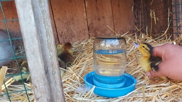 первые утята в этом году!! сколько их? смотреть онлайн