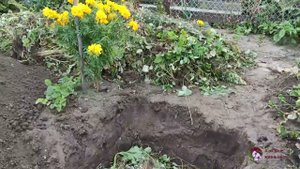 БОРЕМСЯ С ХРЕНОВЫМ УРОЖАЕМ.