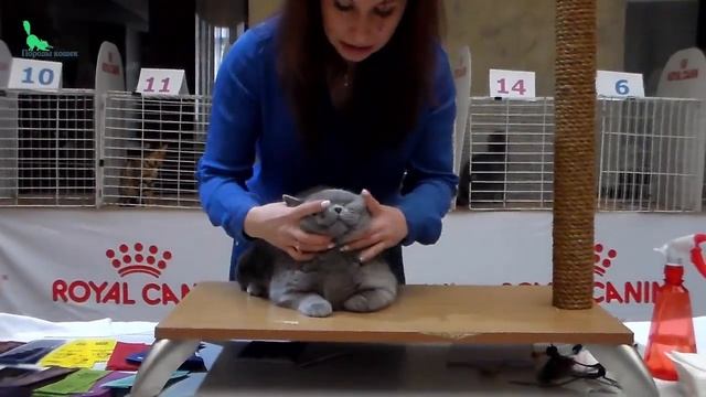 ? Грустный и ОЧЕНЬ Классный БРИТАНСКИЙ Котенок ? просто Плюшевый Медвежонок | Породы КОШЕК смотреть онлайн