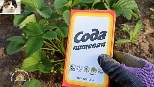 Как избавиться от муравьев на клубнике что делать и как бороться