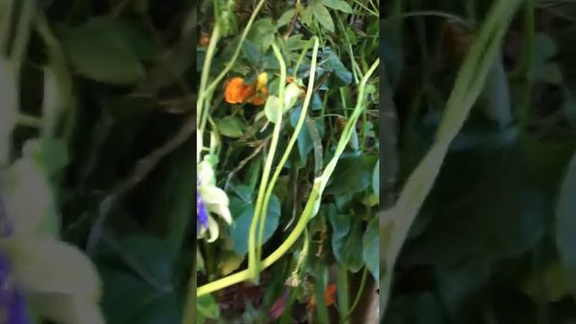 Brugmansia Rejoicing! смотреть онлайн