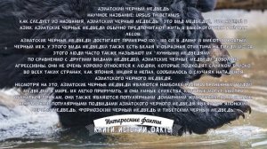 ВИДЫ МЕДВЕДЕЙ