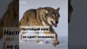 цитаты волка подборка 1часть ауф ?