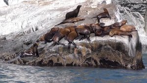 Камчатка Бухта Русская