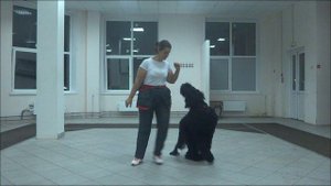 Русский черный терьер Ра. Занятие по дрессировке: команда Рядом (Fuss). Тольятти, 10 октября 2017.