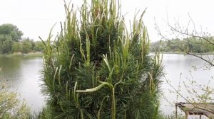 Формировка сосны (обыкновенная, крымская, австрийская, веймутова)