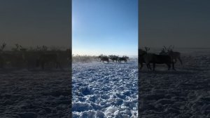 Загоняем Ямальских северных оленей на снегоходе
