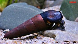 Улитка Шип Дьявола Содержание в аквариуме размножение и совместимость