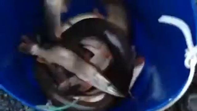 Зарыбление щукой ВИП-2  23.09.2016