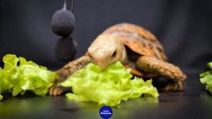 ASMR MUKBANG | TURTLE TORTOISE EATING FOOD 먹방 ?96