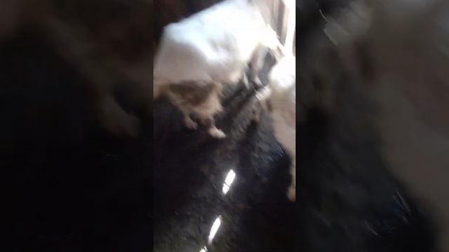 Как определить коз что она покрыта