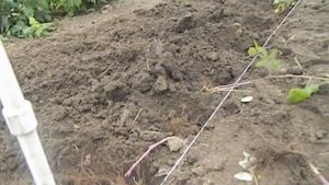 посадка малины поздней осенью || посадка ремонтантной малины осенью