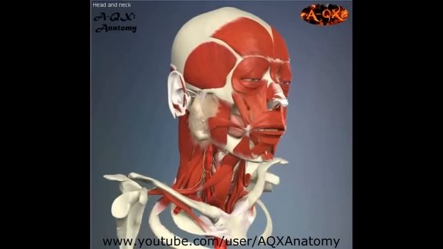 3D Анатомия человека - голова и шея. / 3D Anatomy human - head and neck.