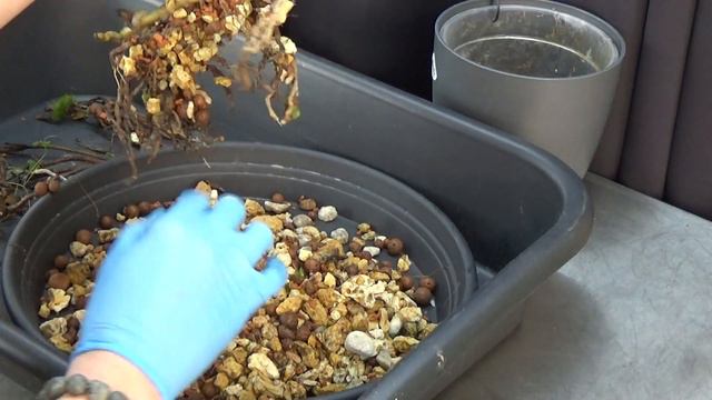 This Cattleya NoiD orchid 'No 14', needs a clean up! смотреть онлайн