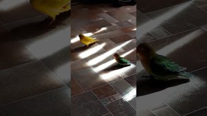 Какарик и неразлучник