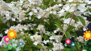 Гортензия метельчатая Долприм. Краткий обзор, описание hydrangea paniculata prim white Dolprim