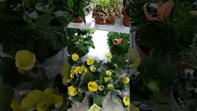 Видео обзор Комнатные Цветы коллекция, Редкие Растения, Отправка Почтой. смотреть онлайн