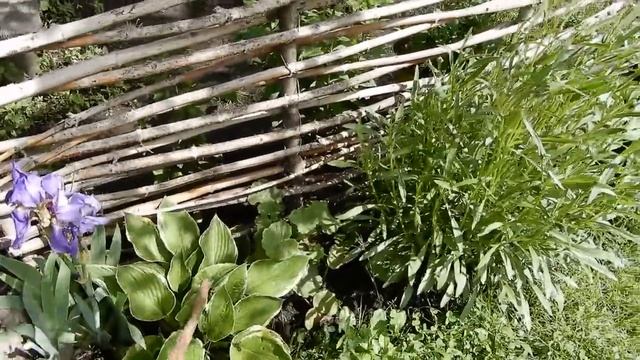 Полный обзор цветов на 1 июня.(2 часть) смотреть онлайн