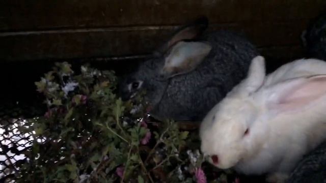 Снегопад?;Карбомид-что это? Применение осенью; Розы-черенкование в песок- результаты, через 6 дней смотреть онлайн