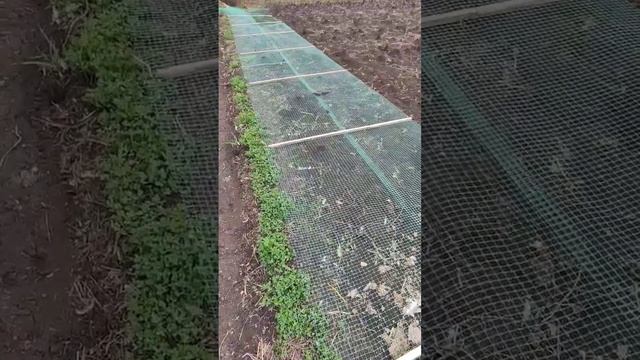 #вольер #длякур #куры #несушки #сетка #дешево #быстро #каксделать #удобно #самому #столб #лайфхаки смотреть онлайн