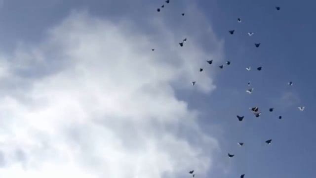 Полеты голубей (любовь и голуби) смотреть онлайн