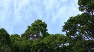 ФУТАЖ ДЕРЕВЬЯ ВЕТЕР НЕБО