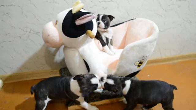 Бостоны и корова смотреть онлайн