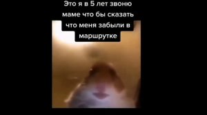 Хомяк с тик тока подборкы / мемы с хомяком / звонящий хомяк /