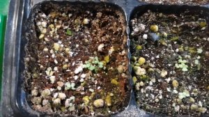 Суккуленты из семян