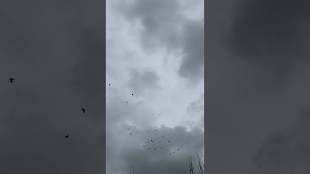 Агасиевские бойные голуби! смотреть онлайн