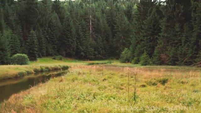 Красивый лес 4к видео Ultra hd the forest 2021 смотреть онлайн