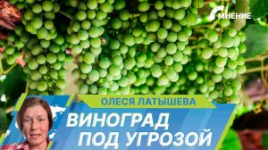Российские виноделы заявили о риске потери урожая винограда из-за аномальной жары