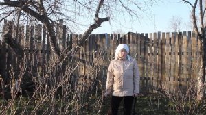 Чем опрыскать СМОРОДИНУ весной от вредителей.
