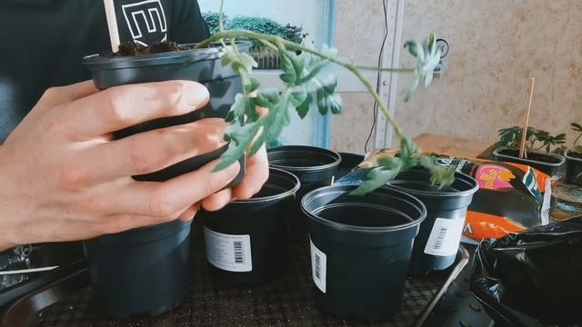 Супер Бизнес дома. Выращивание арбузов на продажу к новому году.