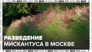 Агрономы начали изучать возможность разведения мискантуса в Московской области - Москва 24