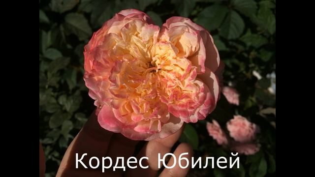 Розы в сентябре. Небольшой микс с названием сортов.
