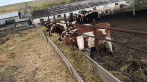 Первые дни бычков в базу