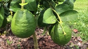 Мой Тропический Сад - Огород. МАНГО, АНАНАС, АЛИГАТОР в придачу и многое другое. Флорида.