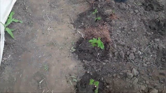 Пересадка укоренённых черенков в школку для доращивания. смотреть онлайн