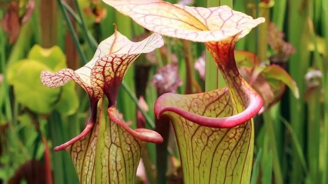 9 плотоядных растений, от которых стоит держаться подальше смотреть онлайн