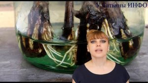 Раскрываем секреты!!! Зачем ЯНТАРНАЯ КИСЛОТА для комнатных растений и цветов!?