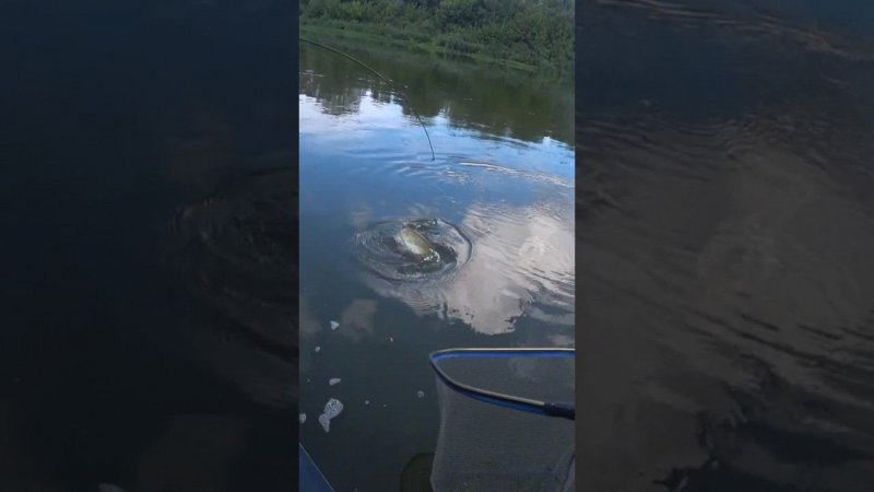 "Сомик на Дону" #рыбалка #fishing