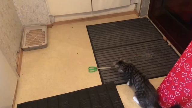 Делаю ремонт в коридоре! Посылка с AliExpress смотреть онлайн