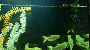 Белый амур в аквариуме, кормление белого амура grass carp feeding 2