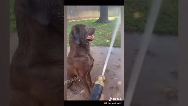 Домашние животные. ржачные приколы посмотрите. смех до слез. 39 часть